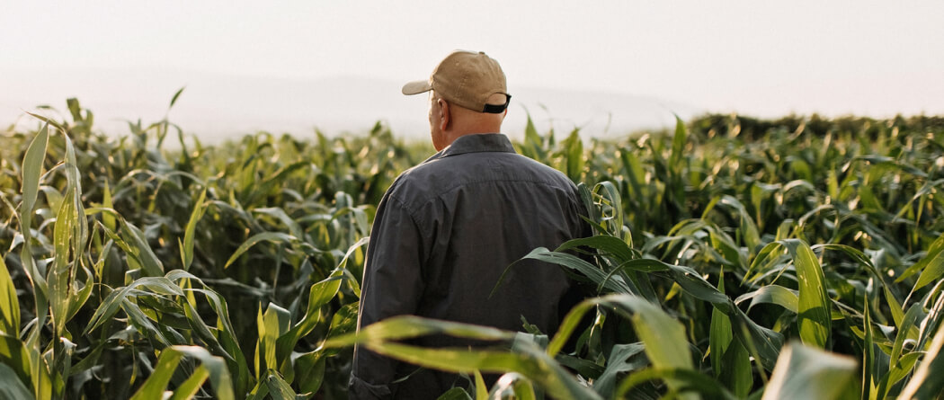 A farmer standing in a field of crops